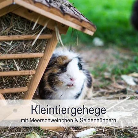 Bio Wichtelweide - Lavendel Fehmarn